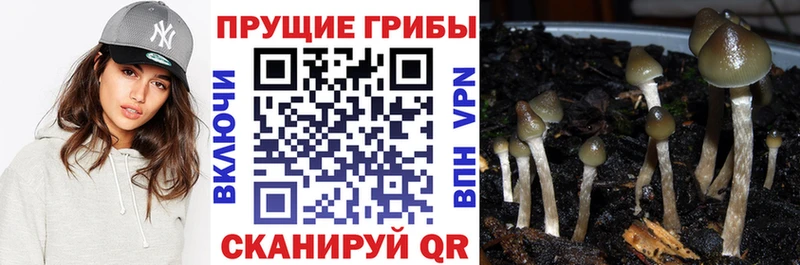 Псилоцибиновые грибы Cubensis  Николаевск-на-Амуре 